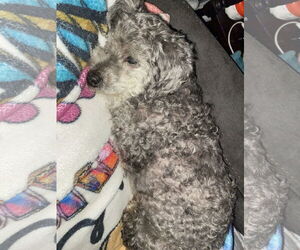 Poodle (Miniature) Dogs for adoption in Middlesex, NC, USA