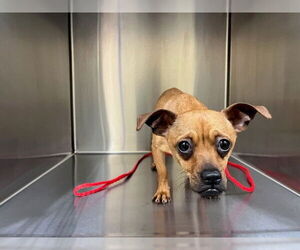 Chihuahua Dogs for adoption in Orange, CA, USA