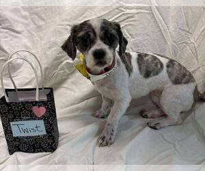 Shih-Poo Dogs for adoption in Rustburg, VA, USA