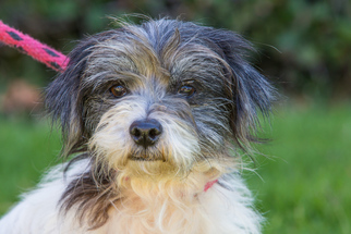 Shih-Poo Dogs for adoption in El Cajon, CA, USA