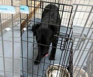 Border Collie-Unknown Mix Dogs for adoption in Texas City, TX, USA