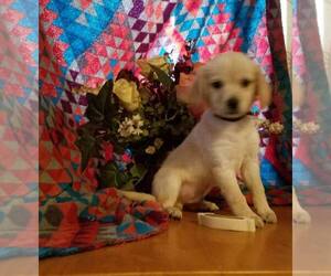 Chiweenie Dogs for adoption in Mechanicsburg, PA, USA