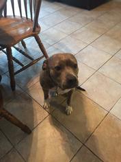 American Staffordshire Terrier Dogs for adoption in Bandera, TX, USA