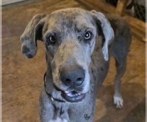 Great Dane Dogs for adoption in Palm Beach, FL, USA