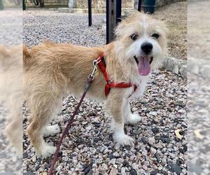 Cairn Terrier Dogs for adoption in Royse City, TX, USA