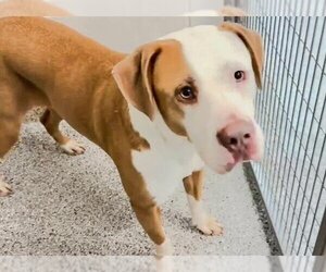 American Bulldog-Unknown Mix Dogs for adoption in Houston, TX, USA
