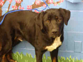 Greater Swiss Mountain Dog Dogs for adoption in Waco, TX, USA