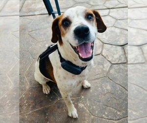 Beagle-Unknown Mix Dogs for adoption in Albuquerque, NM, USA