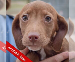 Bagle Hound Dogs for adoption in Huntley, IL, USA