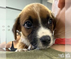 Labrador Retriever-Unknown Mix Dogs for adoption in Washington, DC, USA