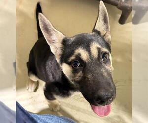 German Shepherd Dog-Unknown Mix Dogs for adoption in Bakersfield, CA, USA