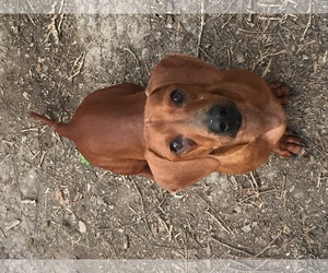 Dachshund Dogs for adoption in Del Rio, TX, USA