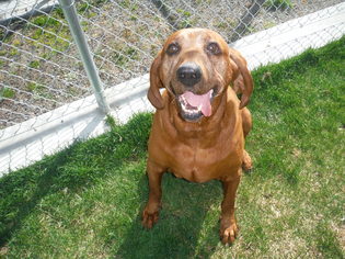 Bloodhound Dogs for adoption in Spokane Valley, WA, USA