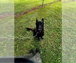 German Shepherd Dog-Unknown Mix Dogs for adoption in Imlay City, MI, USA