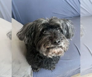 Poodle (Miniature)-Unknown Mix Dogs for adoption in Rockaway, NJ, USA