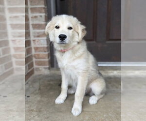 Great Pyrenees-Unknown Mix Dogs for adoption in Rockaway, NJ, USA