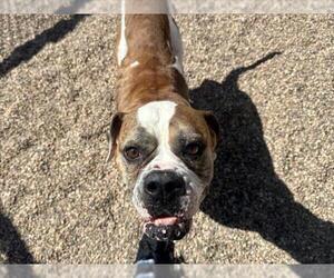 American Bulldog Dogs for adoption in Fort Collins, CO, USA