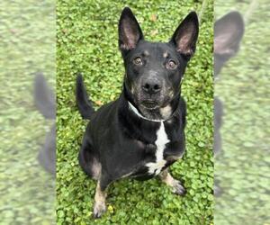 Australian Kelpie-Unknown Mix Dogs for adoption in Fort Lauderdale, FL, USA