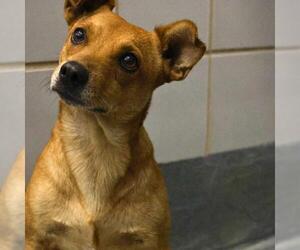 Chihuahua-Unknown Mix Dogs for adoption in San Antonio, TX, USA