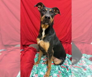 Doberman Pinscher-German Shepherd Dog Mix Dogs for adoption in South Lake Tahoe, CA, USA