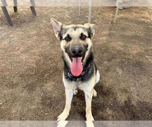 German Shepherd Dog Dogs for adoption in Orange, CA, USA