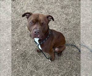 Mutt Dogs for adoption in Evansville, IN, USA