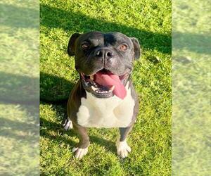 Boxer-Unknown Mix Dogs for adoption in Riverside, CA, USA