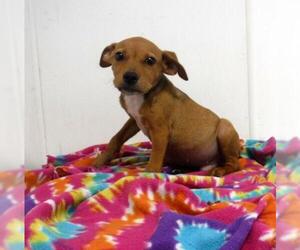 Jack-A-Bee Dogs for adoption in Morton Grove, IL, USA