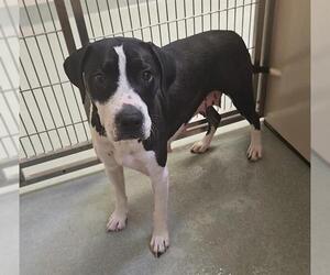 Border Collie-Unknown Mix Dogs for adoption in Placerville, CA, USA