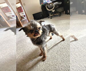 Brussels Griffon Dogs for adoption in St. Louis Park, MN, USA