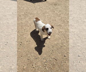 Mutt Dogs for adoption in Maquoketa, IA, USA