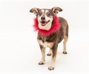 Medium Photo #1 Chipin Puppy For Sale in Orlando, FL, USA