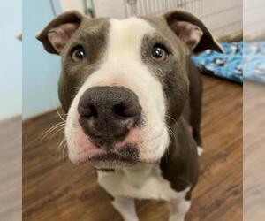 Staffordshire Bull Terrier Dogs for adoption in St Louis, MO, USA