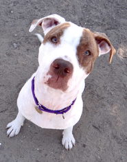 Bullboxer Pit Dogs for adoption in Seal Beach, CA, USA