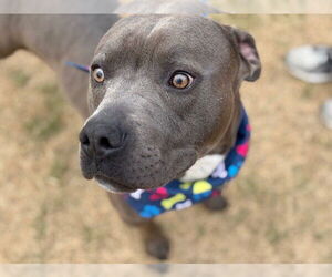 Mutt Dogs for adoption in Tulsa, OK, USA