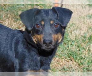 Dachshund Dogs for adoption in Charlotte, NC, USA