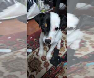 Jack Russell Terrier-Unknown Mix Dogs for adoption in MIDWAY, UT, USA