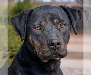 Rottweiler-Unknown Mix Dogs for adoption in Albuquerque, NM, USA