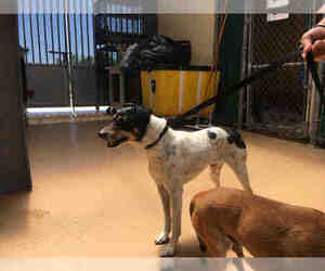 Rat Terrier Dogs for adoption in Chula Vista, CA, USA