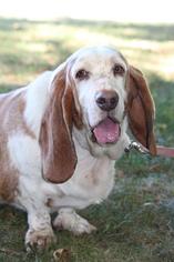 Basset Hound Dogs for adoption in South Amana, IA, USA