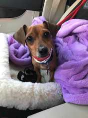 Chiweenie Dogs for adoption in Boston, MA, USA