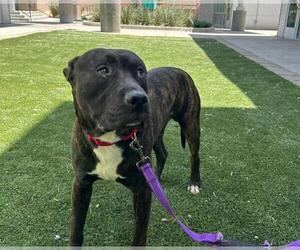 American Pit Bull Terrier-Unknown Mix Dogs for adoption in Las Vegas, NV, USA