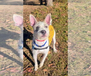 Mutt Dogs for adoption in Rockaway, NJ, USA