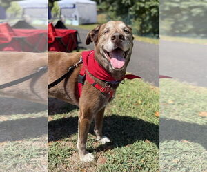 Labrador Retriever-Unknown Mix Dogs for adoption in Wakefield, RI, USA