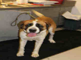 Saint Bernard Dogs for adoption in Corona, CA, USA
