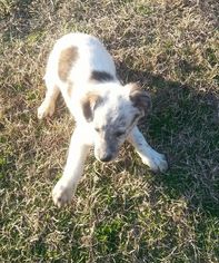 Border Collie-Unknown Mix Dogs for adoption in Jefferson, TX, USA