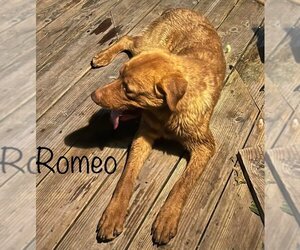 Chesapeake Bay Retriever Dogs for adoption in Stover, MO, USA