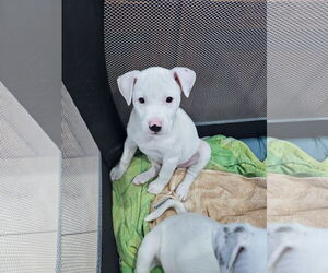 Labrador Retriever-Unknown Mix Dogs for adoption in Rockaway, NJ, USA