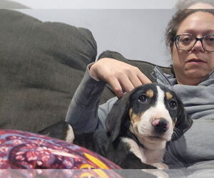 Mutt Dogs for adoption in Plainfield, IL, USA