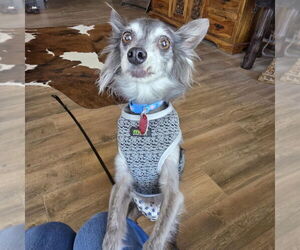 Chihuahua-Unknown Mix Dogs for adoption in Phoenix, AZ, USA